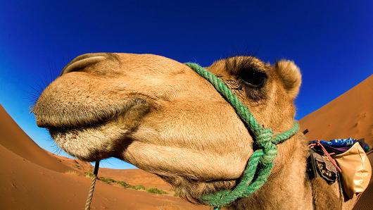 Click image for larger version

Name:	Camel1.jpg
Views:	1
Size:	32.3 КБ
ID:	3345644