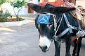 Click image for larger version

Name:	mercedes-brand-donkey.jpg
Views:	1
Size:	85.7 КБ
ID:	3037001